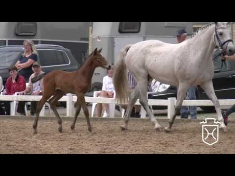 B040 Stutfohlen von Mylord Carthago - Casco - Grundyman xx