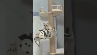 可愛い猫ちゃんの動画集 part 13 #猫 #猫動画 #猫動画 #cat