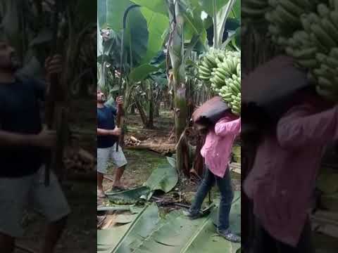 ⏱️After harvesting bananas, cut all the banana tree trunks.#shorts