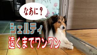 シェルティ】遠くまでワンワン【フランス田舎暮らし🇫🇷】#犬の散歩 #賢い犬 #犬のいる暮らし #マイペースな犬