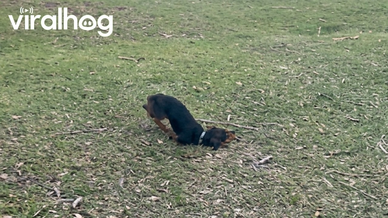 Mini-Dachshund Zoomies Into Wipeout || ViralHog