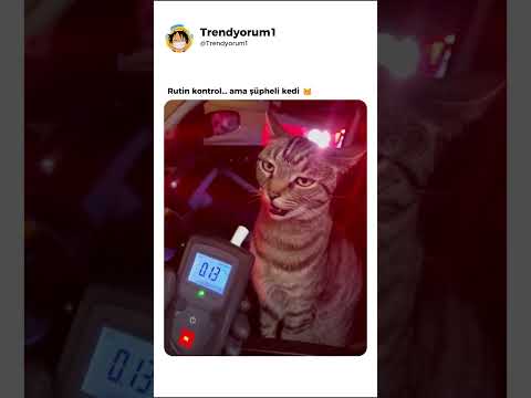 Dertli bir kedi 🐱