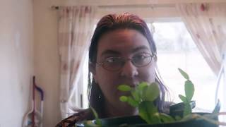 plant update lots of possible buds on the Christmas cactus