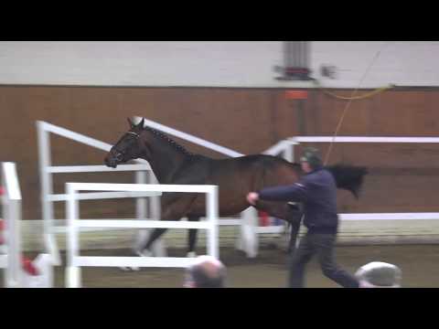 43  Holsteiner Körung in Neumünster 2013   Nr  68 Tourano v  Toulon BWP   Contender