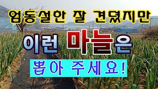 [텃밭농부.937]  엄동설한 잘 견뎠지만 이런 마늘은 뽑아 주세요 #마늘재배