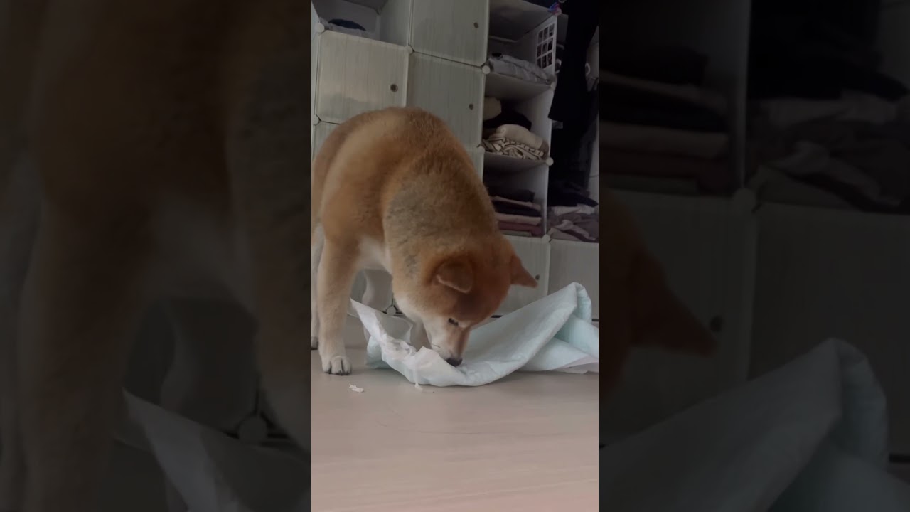 イタズラしていたらそれが見つかってママに注意をうける柴犬#sibainu #柴犬 #モコモコのもこ