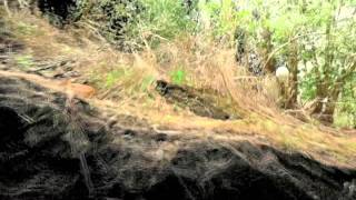 Terrestrial LiDAR - blue gum eucalyptus and bay laurel sub-canopy