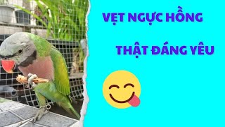 489🦜 daily activities parrots often talk/smart flutes understand human language
