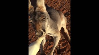 animales  el canguro bebe