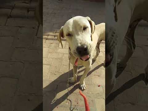 Bullu Our Family Member....