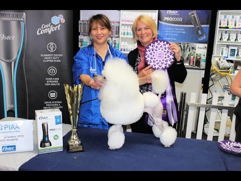 ‘Top Dog’ May Wong Wins Consecutive AUSGROOM