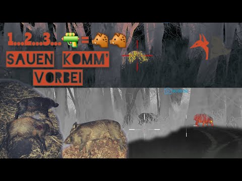 NO PAIN, NO PRICE | Wild boar hunting in winter | ThermTec Hunt650L Pro