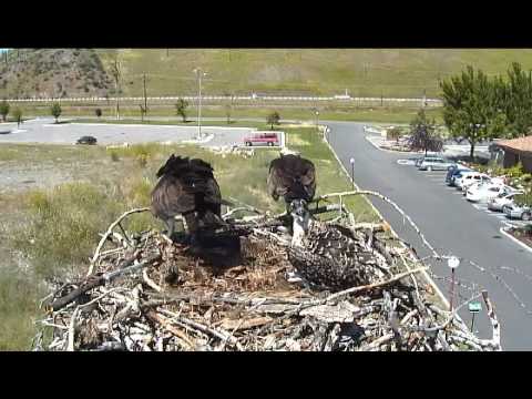 Hellgate Ospreys July 17 second lunch arrives.wmv