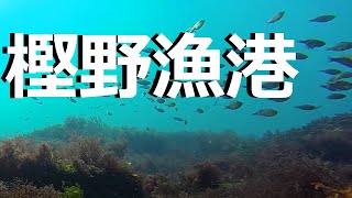 preview picture of video '樫野漁港　串本大島　釣り場の水中映像'