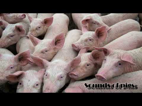 Herd of pigs grunting and screaming madly on a pig farm.