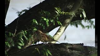 Rainbow Eyes - Blackmore&#39;s Night