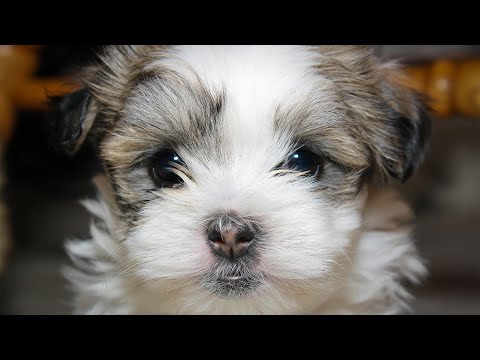 ЗВУКОВИ ЕФЕКТИ Малко куче (на закрито) / SOUND EFFECTS Small dog (indoors).