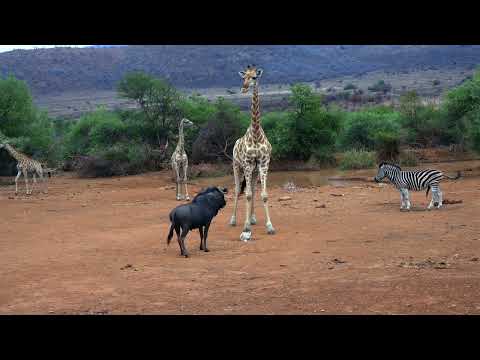 Giraffe asks Wildebeest and Zebra nicely
