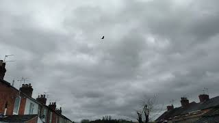 Throwing Muses - &#39;White Bikini Sand&#39; - (Is it a secret?) Backyard timelapse