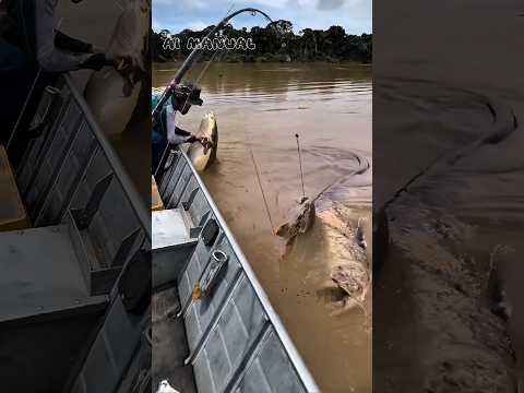 Nonstop BIG Catfish Strikes in the Wild River #amazing #fishing #catfish #shorts