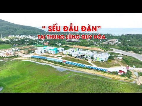 TMA Bình Định | Phóng sự "Sếu đầu đàn tại thung lũng Quy Hòa"