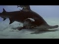 Hammerhead Vs Stingray