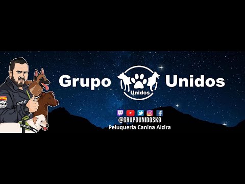 #peluqueriacanina #peluquerosconestilo #grupounidos #directo  #Alzira #Navarres #shorts #perro #dog