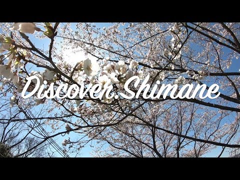 Shimane Cherry Blossoms