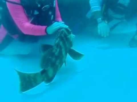 Scuba Sport Magazine Editor and Nassau Grouper- Bloody Bay Wall, Little Cayman, Cayman Islands