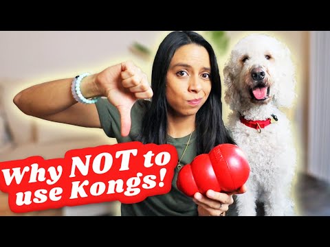 Kong Toy Warranty How To Discuss