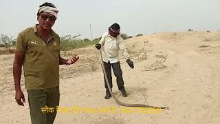 Watch the full video, this snake bit Guman Singh's finger #snake #cobra