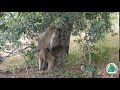 Vervet Monkey Porn At Kruger National Park