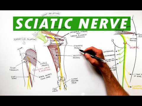 Sciatic Nerve - Anatomy Tutorial