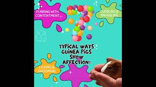 How do guinea pigs show affection