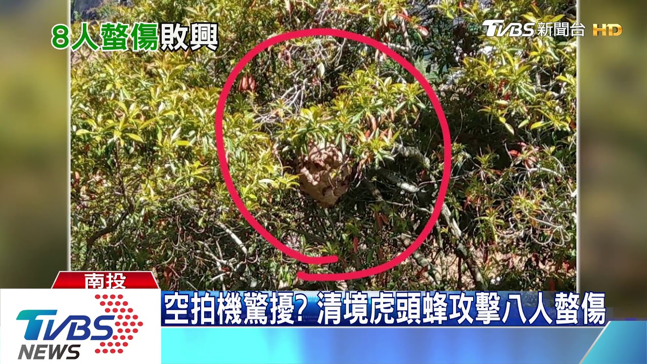 空拍機驚擾？　清境虎頭蜂攻擊八人螫傷