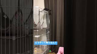 猫も登れば降りられなくなる