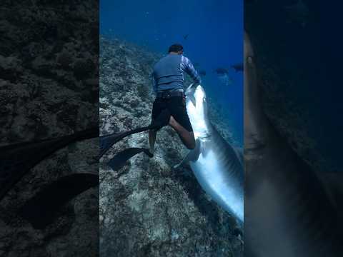 Tiger Shark Attacks Free Diver 😱 #shark #attack