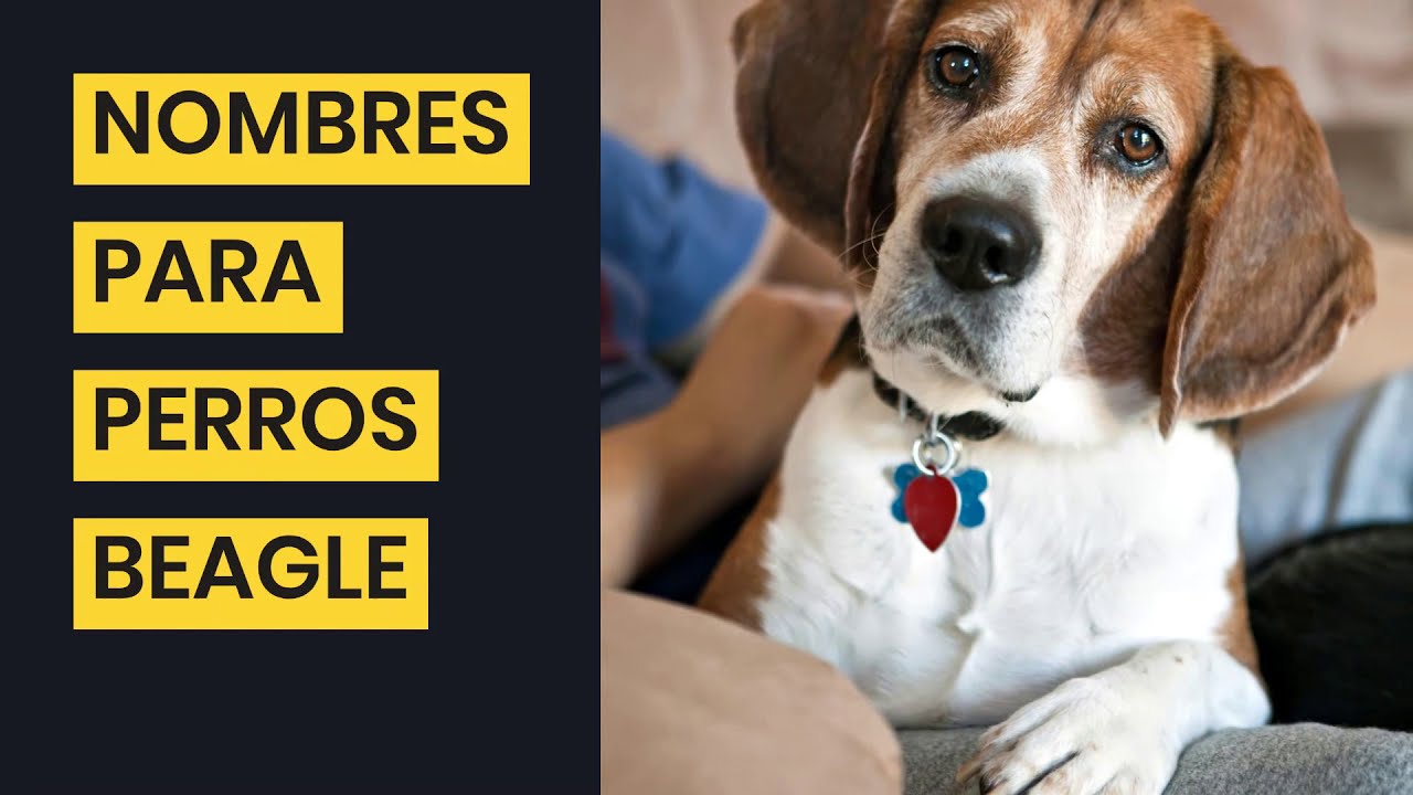 +40 NOMBRES para PERROS BEAGLE 🐶🐾 ¡PARA HEMBRAS Y MACHOS!