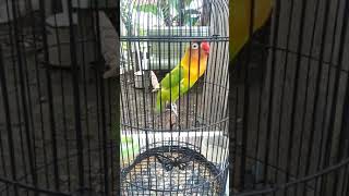 Download lagu Pancingan lovebird ngekek kasar mp3