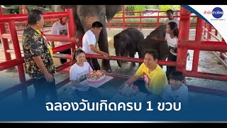 ลูกช้างแฝดคู่แรกของโลก ฉลองวันเกิดครบ 1 ขวบ