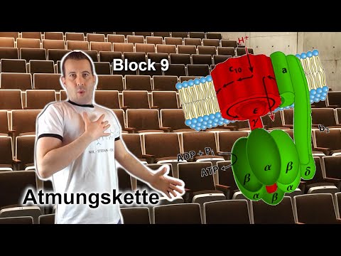 Grundvorlesung "Uni-Version" - Block 9: Atmungskette