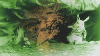 Jefferson Airplane - White Rabbit (Psychedelic video)