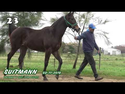 Lote SUITMANN