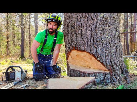 , title : 'STEP-BY-STEP GUIDE TO CUTTING LARGE TREES'