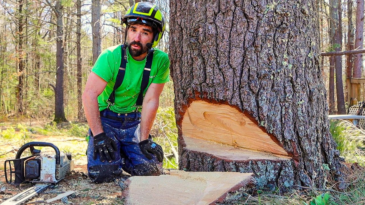 STEP-BY-STEP GUIDE TO CUTTING LARGE TREES