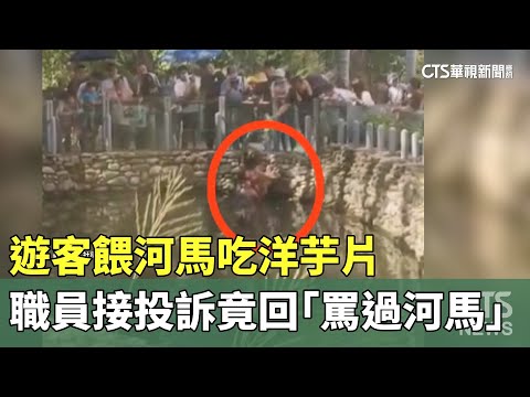 遊客餵河馬吃洋芋片　職員接投訴竟回「罵過河馬」