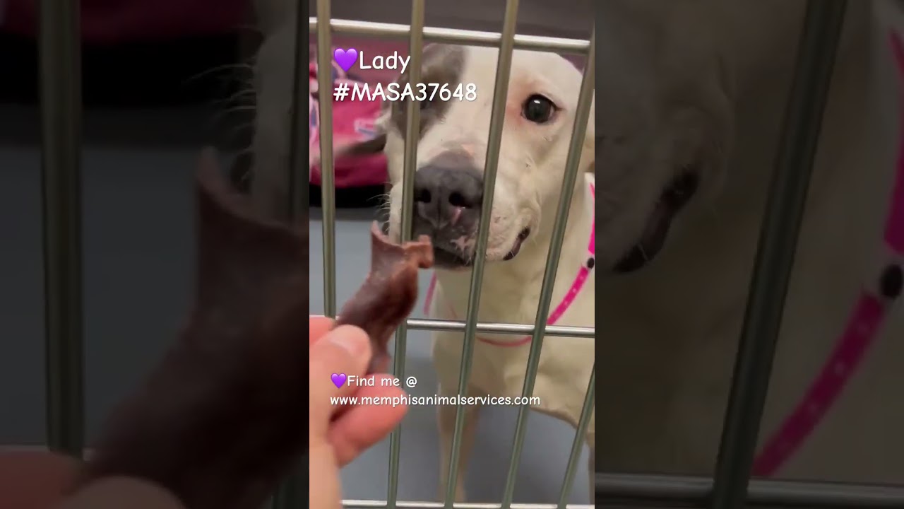 Enlarge Lady, a Adoptable Mixed Breed in Memphis, TN video 6/6