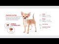 Granule pro psy Royal Canin Chihuahua Adult 1,5 kg