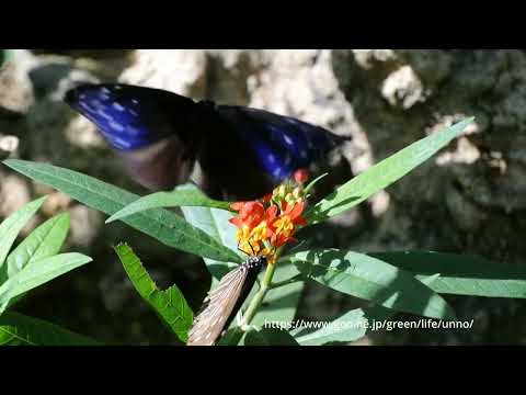 ツマムラサキマダラの求愛