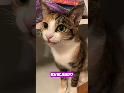 If your cat starts meowing more than usual, he may be looking for attention and companionship.